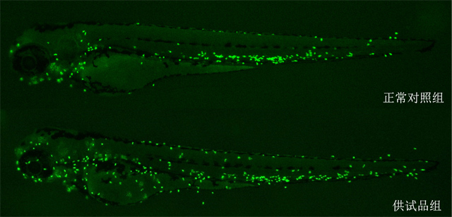 利用斑马鱼模型评价皮肤刺激性