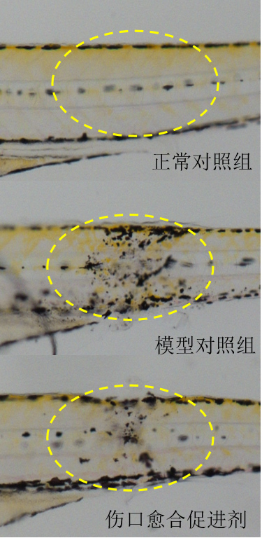 利用斑马鱼模型评价促进伤口愈合功效