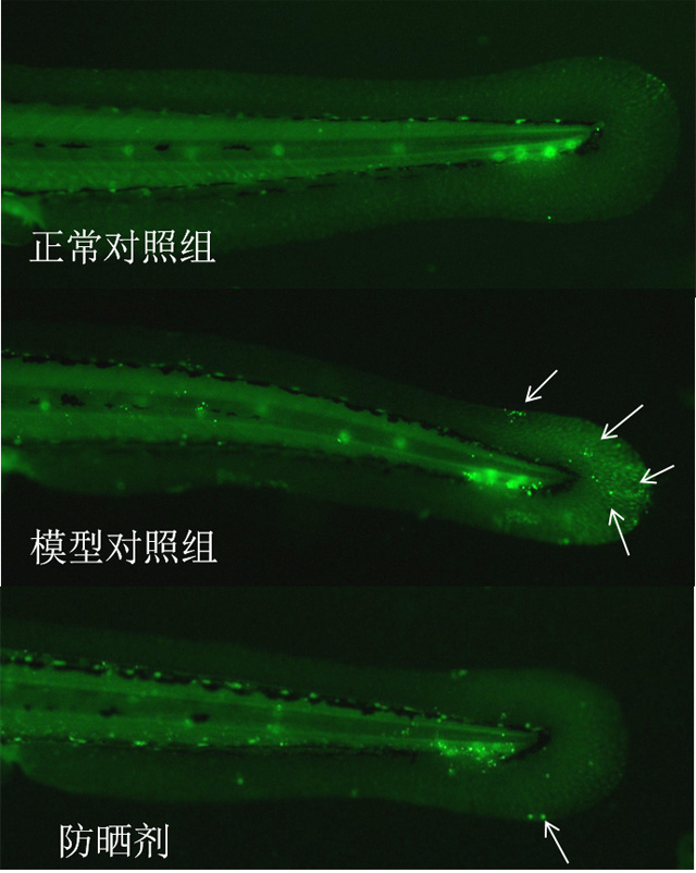 利用斑马鱼模型评价防晒（晒后修复）功效