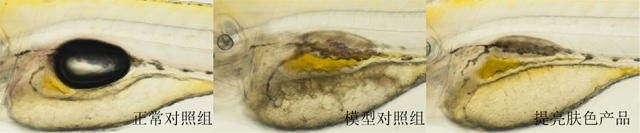 利用斑马鱼模型评价提亮肤色功效
