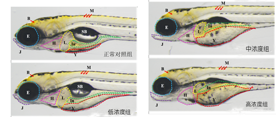 利用斑马鱼评价孕妇用化妆品的安全性