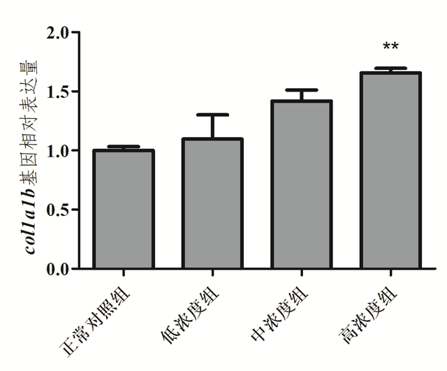 利用斑马鱼评价供试品抗皱功效