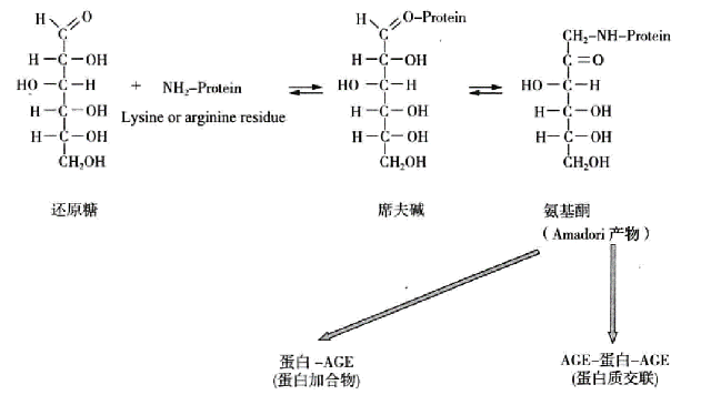 利用体外测评方法评价化妆品抗糖化功效