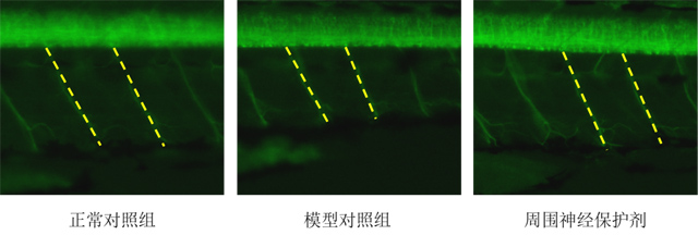 斑马鱼脊神经表型图