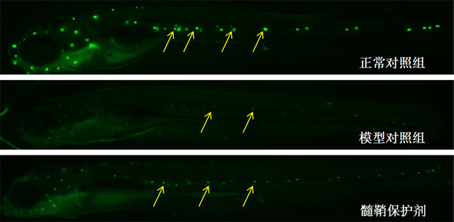 斑马鱼多发性硬化症表型图