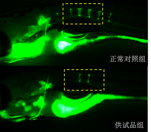 斑马鱼骨密度表型图