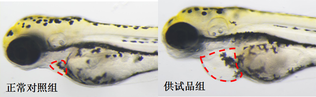斑马鱼心血管毒性表型图