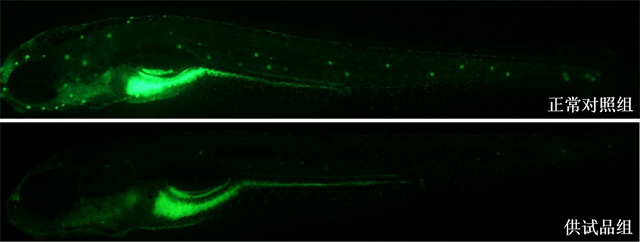 斑马鱼毛细胞表型图