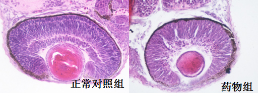 利用斑马鱼模型评价眼毒性
