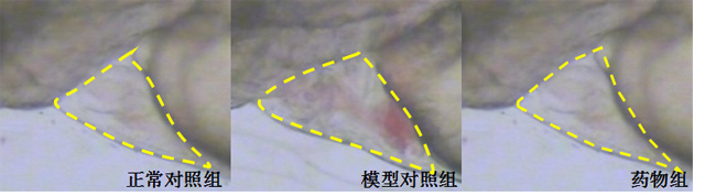 斑马鱼改善心脏出血表型图