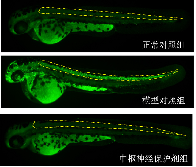 斑马鱼中枢神经保护表型图