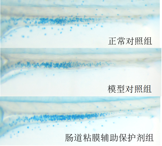 斑马鱼肠道杯状细胞表型图