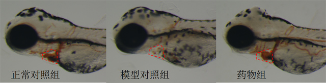 利用斑马鱼模型评价改善贫血功效