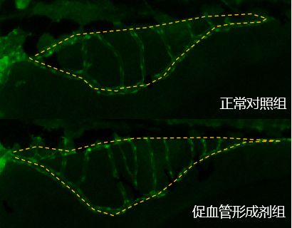 利用斑马鱼模型评价血管形成促进功效