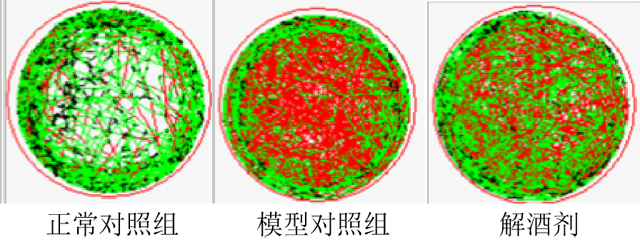 利用斑马鱼模型评价解酒功效