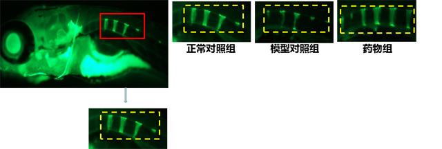 利用斑马鱼模型评价骨质疏松症治疗剂