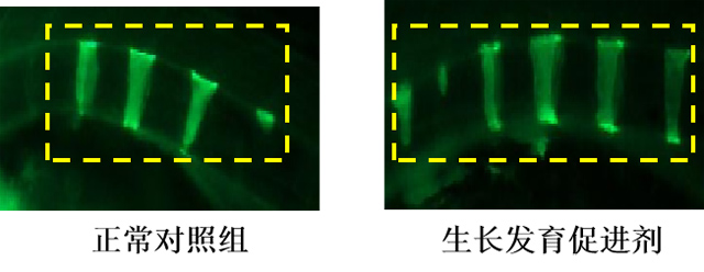 利用斑马鱼模型评价促进生长发育功效