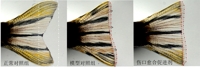 利用斑马鱼模型评价促进组织再生/伤口愈合功效