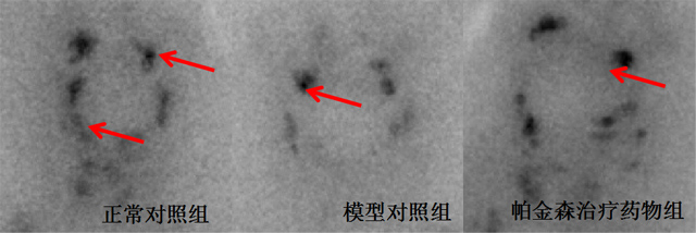 利用斑马鱼模型评价帕金森病防治作用