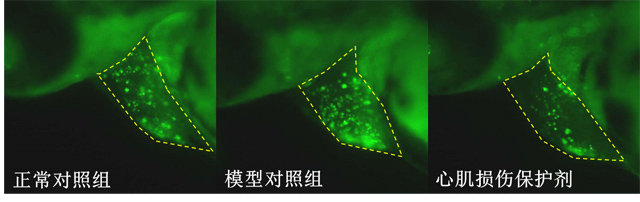利用斑马鱼模型评价保护心肌作用