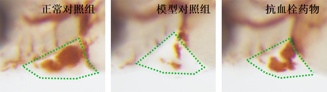 利用斑马鱼模型评价抗血小板聚集性血栓作用