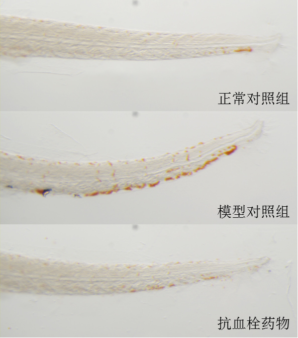 利用斑马鱼模型评价抗气滞血瘀型血栓作用