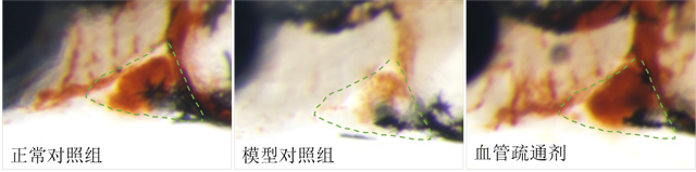 斑马鱼模型评价抗血栓功效（苯肼诱导血栓模型）