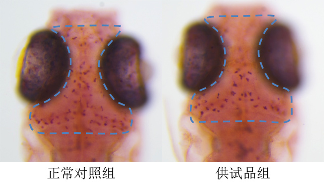 利用斑马鱼模型评价血液毒性