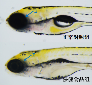 利用斑马鱼模型评价眼毒性