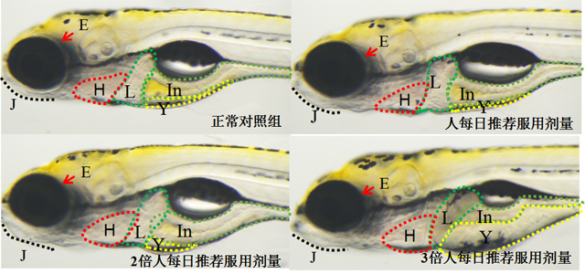 利用斑马鱼模型评价产品多剂量短期服用安全性