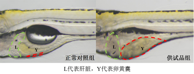 利用斑马鱼模型评价肝脏毒性