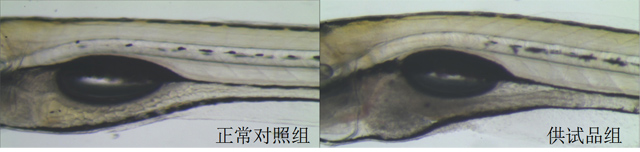 利用斑马鱼模型评价胃肠道毒性
