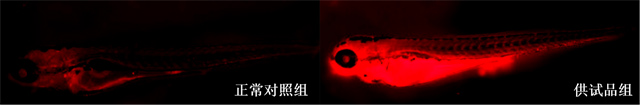 利用斑马鱼模型评价肾脏毒性