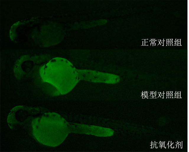 利用斑马鱼模型评价抗氧化功效