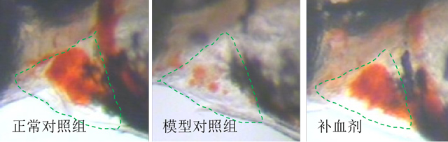 利用斑马鱼模型评价补血功效