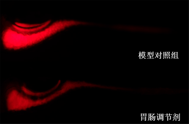 利用斑马鱼模型评价调节肠胃功效