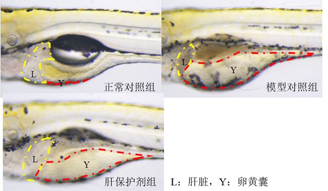利用斑马鱼模型评价保护肝脏功效