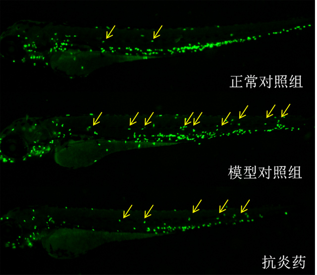 利用斑马鱼模型评价抗炎作用—神经性炎症