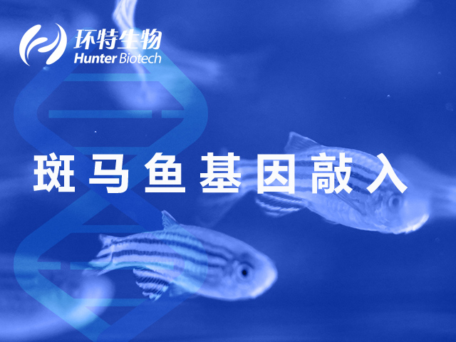 斑马鱼基因敲入品系制备