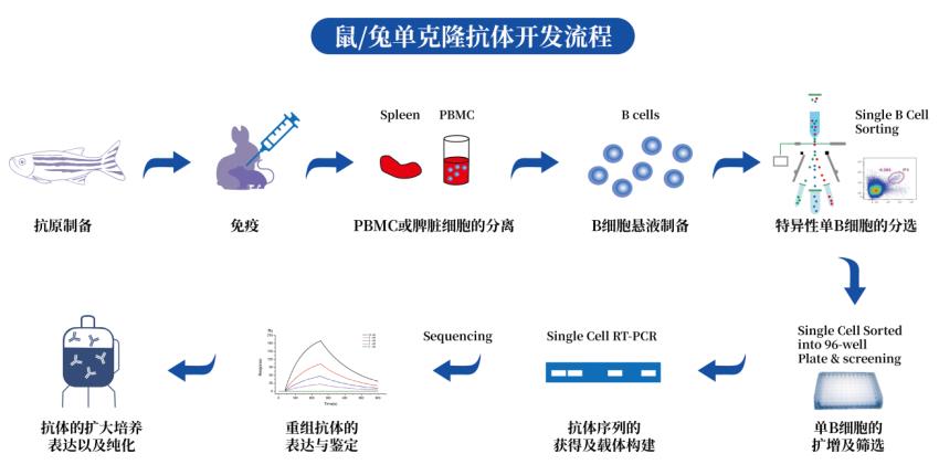 斑马鱼抗体定制服务 / 常规斑马鱼抗体售卖