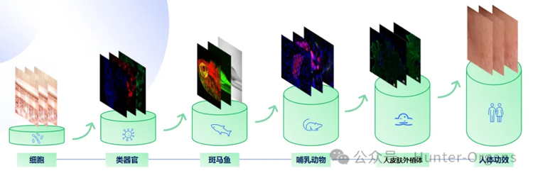 如何用斑马鱼+多组学发高分文章？研究思路进阶指南来了！