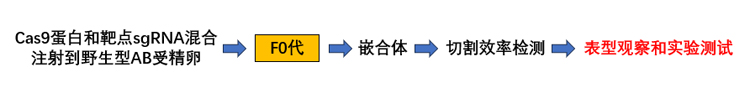 斑马鱼基因敲降的服务流程